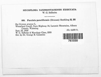 Puccinia suaveolens image